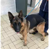 Foto dell\'animale cane - Matr. 2019/1998 - Microchip 380260043870341