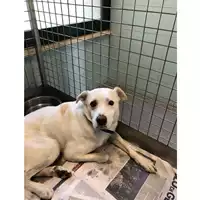Foto dell\'animale cane - Matr. 2020/1639 - Microchip 380260042528939