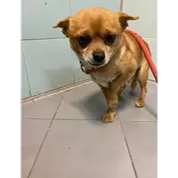 Foto dell\'animale cane - Matr. 2020/1641 - Microchip 380260040134316