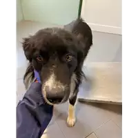Foto dell\'animale cane - Matr. 2020/1643 - Microchip 380260044279370