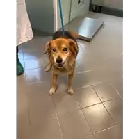 cane - Matr. 2020/1645 - Microchip 981100000590250