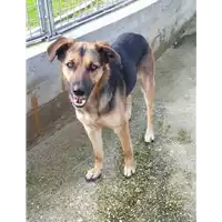 Foto dell\'animale cane - Matr. 2019/1576 - Microchip 380260043847072