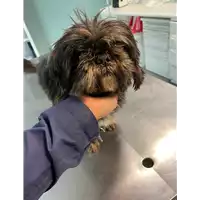 Foto dell\'animale cane - Matr. 2014/1767 - Microchip 380260041019089