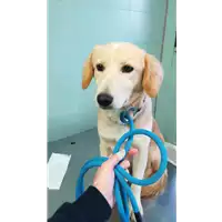 Foto dell\'animale cane - Matr. 2020/1653 - Microchip 380260044281198