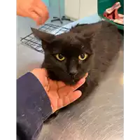 Foto dell\'animale gatto - Matr. 2020/1654 - Microchip 380260044476588