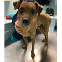 Foto dell\'animale cane - Matr. 2020/1655 - Microchip 380260044476988
