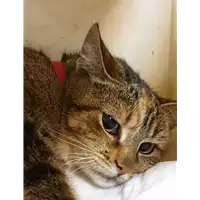 Foto dell\'animale gatto - Matr. 2020/1660 - Microchip 642099000695692