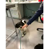 Foto dell\'animale cane - Matr. 2020/1657 - Microchip 380260101494120