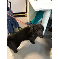 Foto dell\'animale cane - Matr. 2020/1658 - Microchip 380260044449818