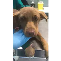 Foto dell\'animale cane - Matr. 2020/1659 - Microchip 380260044476344