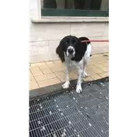 Foto dell\'animale cane - Matr. 2020/1661 - Microchip 380260060008268