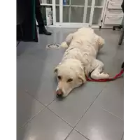 Foto dell\'animale cane - Matr. 2020/1650 - Microchip 380260044279581