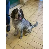 Foto dell\'animale cane - Matr. 2020/1662 - Microchip 380260004400307