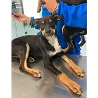 Foto dell\'animale cane - Matr. 2020/1665 - Microchip 380260044449670