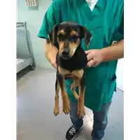 Foto dell\'animale cane - Matr. 2020/1667 - Microchip 380260044476558