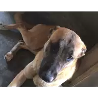Foto dell\'animale cane - Matr. 2017/0551 - Microchip 380260042879194