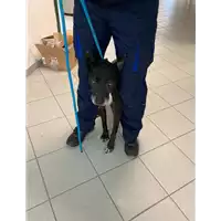 Foto dell\'animale cane - Matr. 2020/1668 - Microchip 977200007309687