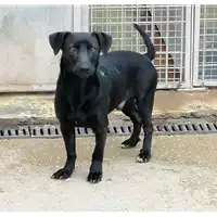Foto dell\'animale cane - Matr. 2020/1670 - Microchip 380260044477079