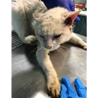 Foto dell\'animale gatto - Matr. 2020/1677 - Microchip 380260044477089
