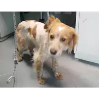 Foto dell\'animale cane - Matr. 2017/0552 - Microchip 380260042880941