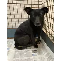 Foto dell\'animale cane - Matr. 2020/1676 - Microchip 380260044476850