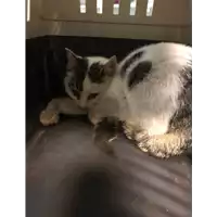 Foto dell\'animale gatto - Matr. 2020/1678 - Microchip 380260044476541