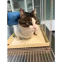 Foto dell\'animale gatto - Matr. 2020/1679 - Microchip 380260044476416