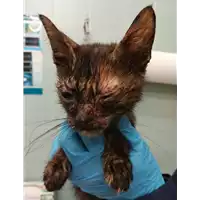 Foto dell\'animale gatto - Matr. 2020/1696 - Microchip 380260044476295
