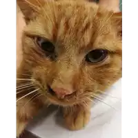 Foto dell\'animale gatto - Matr. 2020/1694 - Microchip 380260044476905