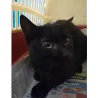 Foto dell\'animale gatto - Matr. 2020/1693 - Microchip 380260044449316