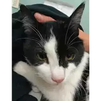 Foto dell\'animale gatto - Matr. 2020/1692 - Microchip 380260044476771