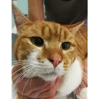 Foto dell\'animale gatto - Matr. 2020/1691 - Microchip 380260044449084