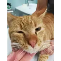 Foto dell\'animale gatto - Matr. 2020/1690 - Microchip 380260044449154