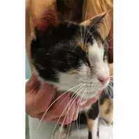 Foto dell\'animale gatto - Matr. 2020/1689 - Microchip 380260044476936