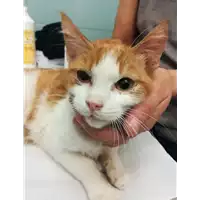 Foto dell\'animale gatto - Matr. 2020/1688 - Microchip 380260044476283