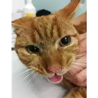 Foto dell\'animale gatto - Matr. 2020/1687 - Microchip 380260044476648
