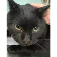 Foto dell\'animale gatto - Matr. 2020/1686 - Microchip 380260044476143