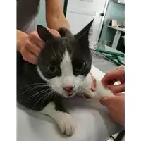 Foto dell\'animale gatto - Matr. 2020/1684 - Microchip 380260044476389