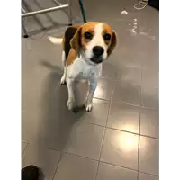 Foto dell\'animale cane - Matr. 2020/1702 - Microchip 380260044476628