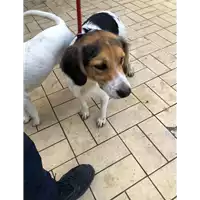 Foto dell\'animale cane - Matr. 2020/1703 - Microchip 380260044476728