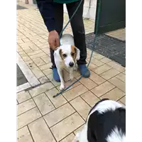 Foto dell\'animale cane - Matr. 2020/1704 - Microchip 380260044476660