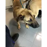 Foto dell\'animale cane - Matr. 2020/1707 - Microchip 380260004900693