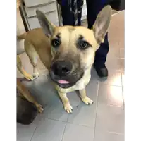Foto dell\'animale cane - Matr. 2020/1706 - Microchip 380260004902831