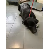 Foto dell\'animale cane - Matr. 2020/1700 - Microchip 380260044476994