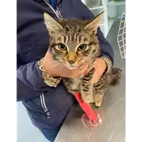 Foto dell\'animale gatto - Matr. 2020/1708 - Microchip 380260044476851