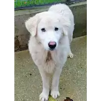 Foto dell\'animale cane - Matr. 2020/1710 - Microchip 380260044476554