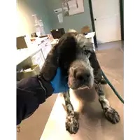 Foto dell\'animale cane - Matr. 2020/1712 - Microchip 380260044476496