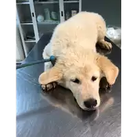 Foto dell\'animale cane - Matr. 2020/1714 - Microchip 380260044477064
