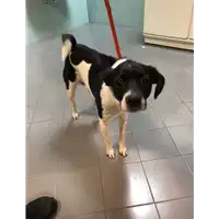 Foto dell\'animale cane - Matr. 2020/1715 - Microchip 380260044477060