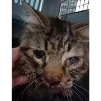 Foto dell\'animale gatto - Matr. 2020/1711 - Microchip 380260044449118